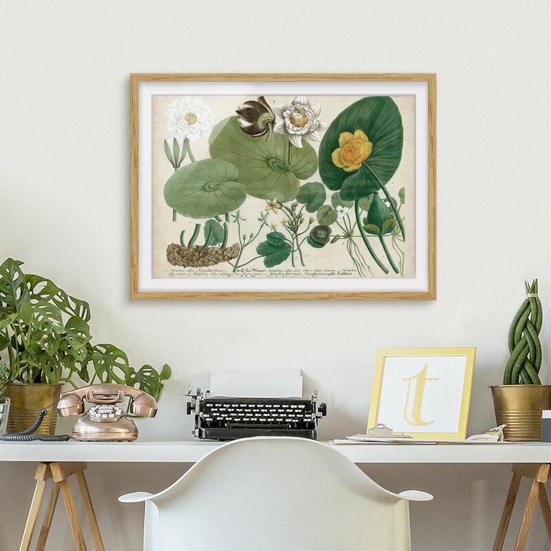 Póster enmarcado - Illustrazione Vintage Whitewater Lily Dimensión LxA: 18cm x 24cm, Marco: Roble
Póster enmarcado - Illustrazione Vintage Whitewater Lily Dimensión LxA: 18cm x 24cm, Marco: Roble