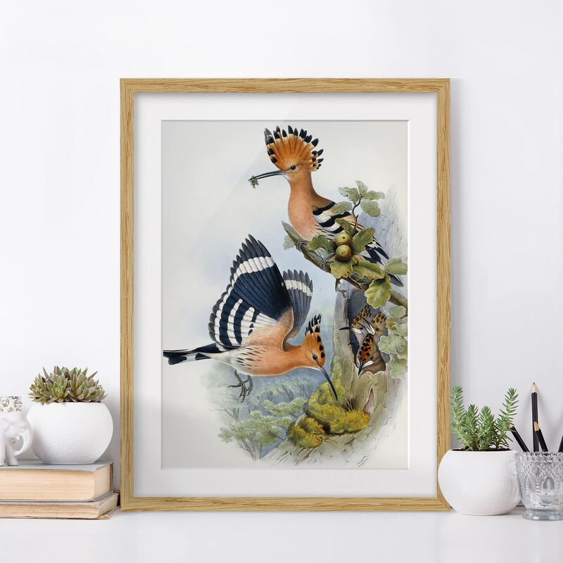 Póster enmarcado - John Gould - Upupa Epops (The Hoopoe) Dimensión LxA: 70cm x 50cm, Marco: Roble
Póster enmarcado - John Gould - Upupa Epops (The Hoopoe) Dimensión LxA: 70cm x 50cm, Marco: Roble