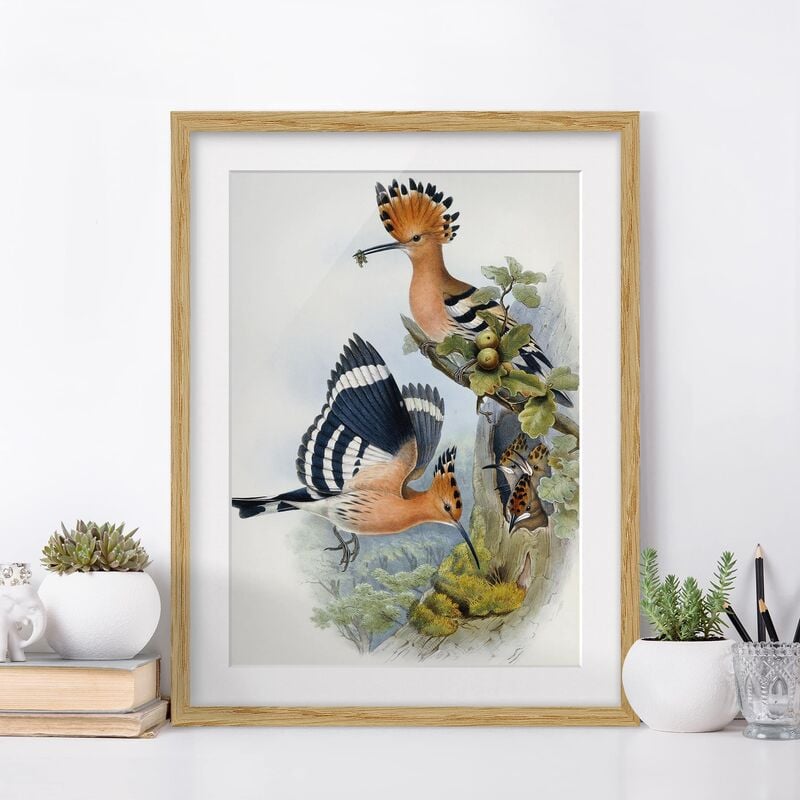 Póster enmarcado - John Gould - Upupa Epops (The Hoopoe) Dimensión LxA: 55cm x 40cm, Marco: Roble
Póster enmarcado - John Gould - Upupa Epops (The Hoopoe) Dimensión LxA: 55cm x 40cm, Marco: Roble