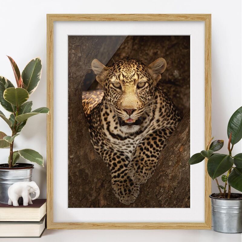 Póster enmarcado - Leopard Resting On A Tree Dimensión LxA: 55cm x 40cm, Marco: Roble
Póster enmarcado - Leopard Resting On A Tree Dimensión LxA: 55cm x 40cm, Marco: Roble