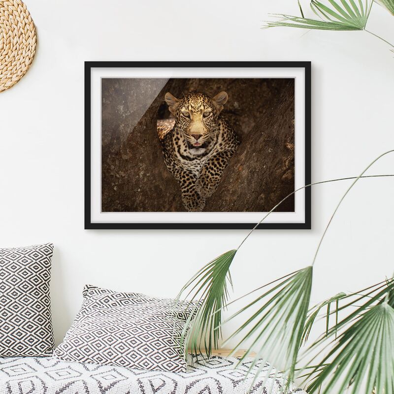 Póster enmarcado - Leopard Resting On A Tree Dimensión LxA: 50cm x 70cm, Marco: Negro
Póster enmarcado - Leopard Resting On A Tree Dimensión LxA: 50cm x 70cm, Marco: Negro