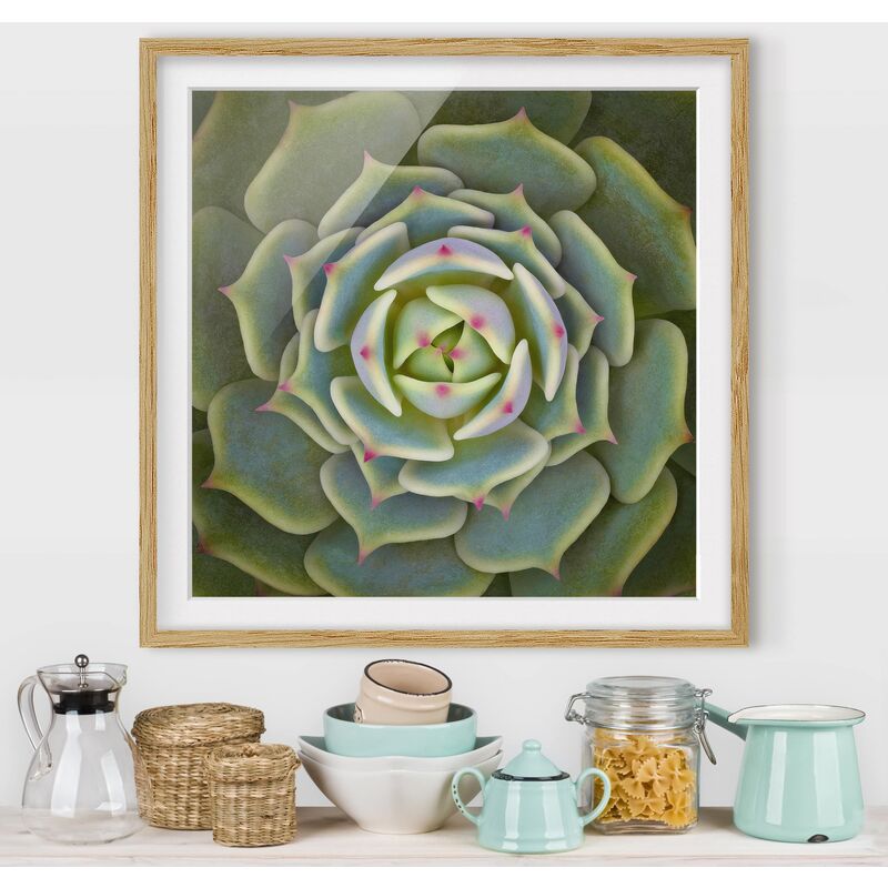 Póster enmarcado - Pianta Grassa - Echeveria Ben Badis Dimensión LxA: 30cm x 30cm, Marco: Roble
Póster enmarcado - Pianta Grassa - Echeveria Ben Badis Dimensión LxA: 30cm x 30cm, Marco: Roble