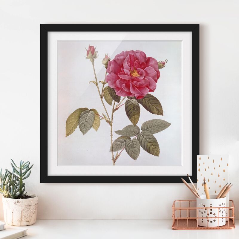 Póster enmarcado - Pierre Joseph Redoute - Farmacista Rose Dimensión LxA: 70cm x 70cm, Marco: Negro
Póster enmarcado - Pierre Joseph Redoute - Farmacista Rose Dimensión LxA: 70cm x 70cm, Marco: Negro
