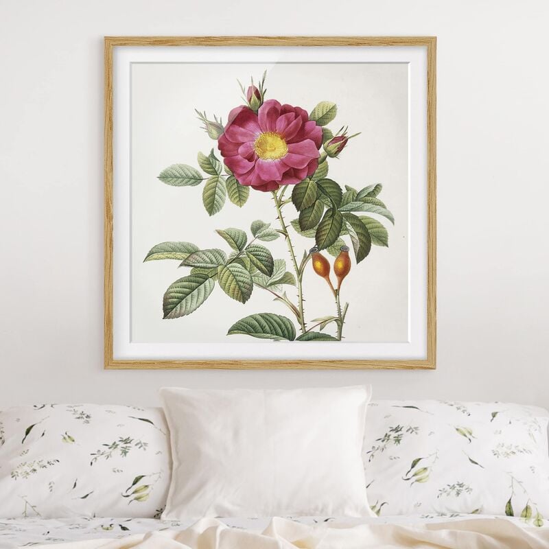 Póster enmarcado - Pierre Joseph Redoute - Portland Rose Dimensión LxA: 30cm x 30cm, Marco: Roble
Póster enmarcado - Pierre Joseph Redoute - Portland Rose Dimensión LxA: 30cm x 30cm, Marco: Roble