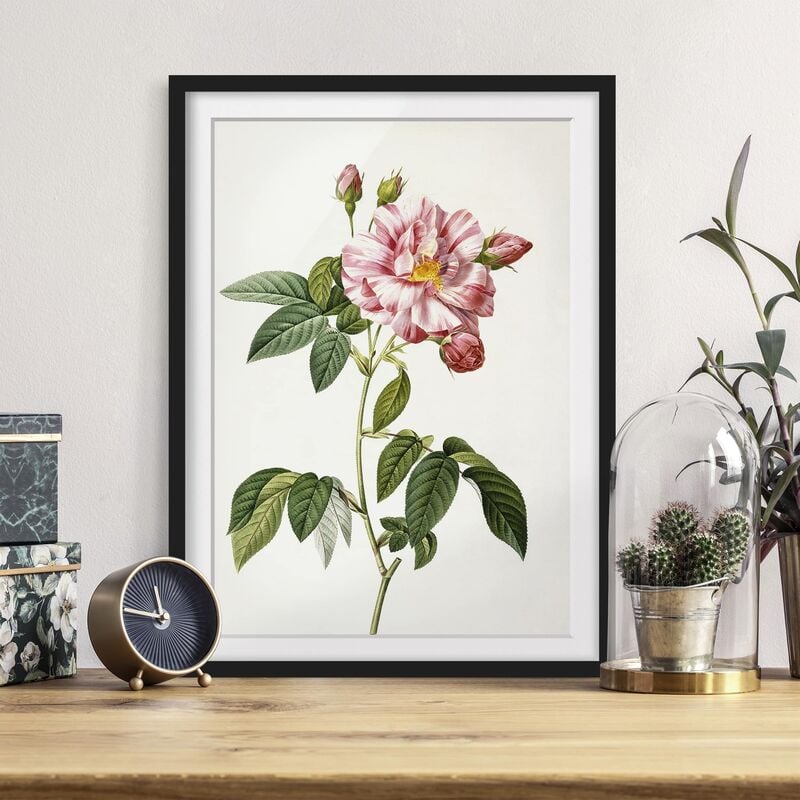 Póster enmarcado - Pierre Joseph Redoute - Rosa Gallica Rose Dimensión LxA: 55cm x 40cm, Marco: Negro
Póster enmarcado - Pierre Joseph Redoute - Rosa Gallica Rose Dimensión LxA: 55cm x 40cm, Marco: Negro