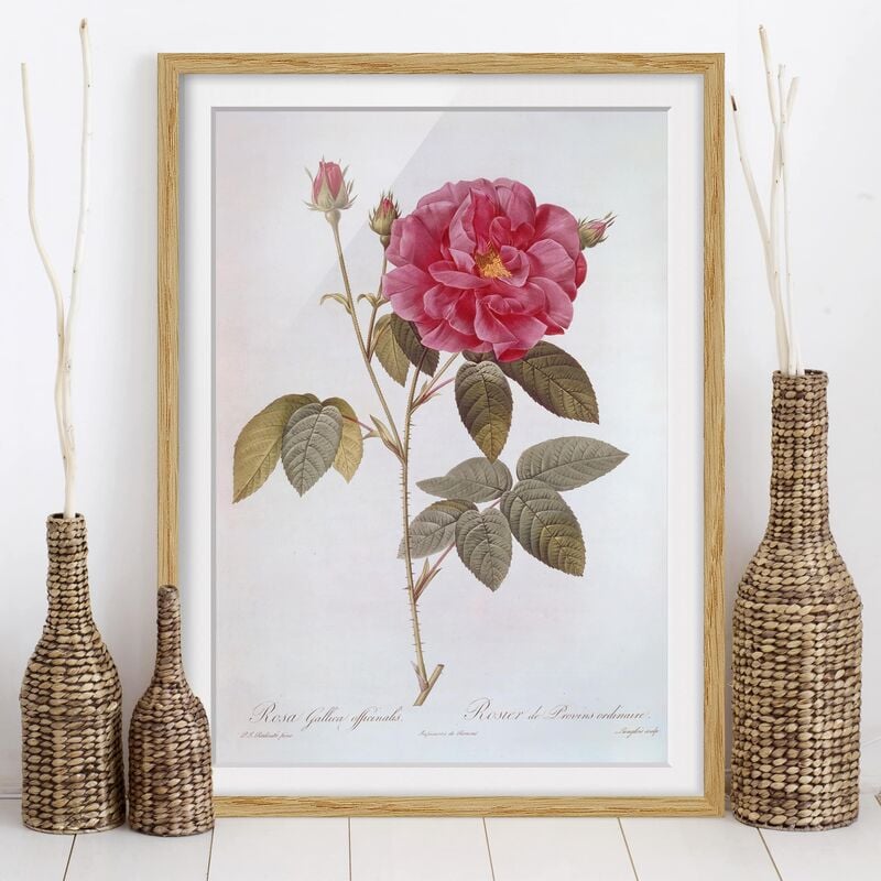 Póster enmarcado - Pierre Joseph Redoute - Farmacista Rose Dimensión LxA: 55cm x 40cm, Marco: Roble
Póster enmarcado - Pierre Joseph Redoute - Farmacista Rose Dimensión LxA: 55cm x 40cm, Marco: Roble