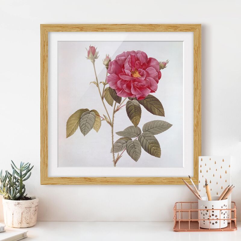 Póster enmarcado - Pierre Joseph Redoute - Farmacista Rose Dimensión LxA: 50cm x 50cm, Marco: Roble
Póster enmarcado - Pierre Joseph Redoute - Farmacista Rose Dimensión LxA: 50cm x 50cm, Marco: Roble