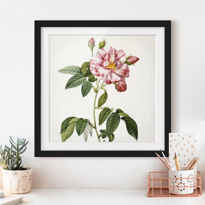 Póster enmarcado - Pierre Joseph Redoute - Rosa Gallica Rose Dimensión LxA: 20cm x 20cm, Marco: Negro
Póster enmarcado - Pierre Joseph Redoute - Rosa Gallica Rose Dimensión LxA: 20cm x 20cm, Marco: Negro
