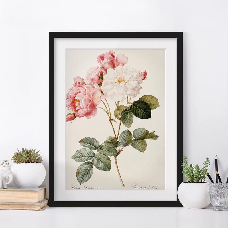 Póster enmarcado - Pierre Joseph Redoute - Rosa Damascena Dimensión LxA: 70cm x 50cm, Marco: Negro
Póster enmarcado - Pierre Joseph Redoute - Rosa Damascena Dimensión LxA: 70cm x 50cm, Marco: Negro