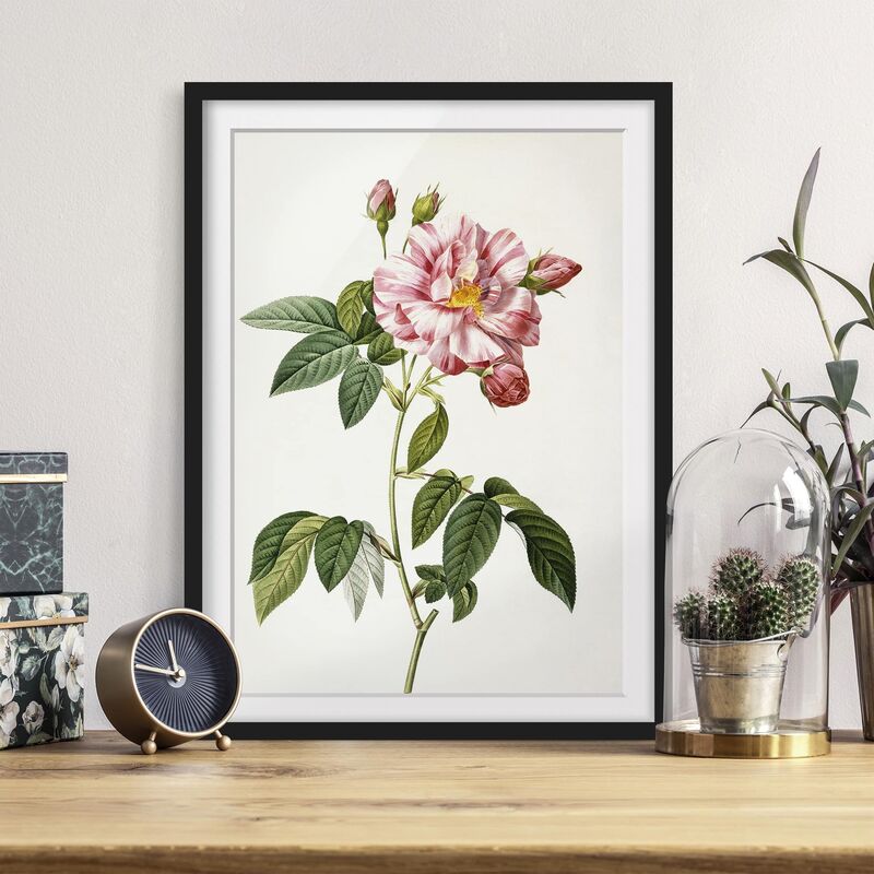 Póster enmarcado - Pierre Joseph Redoute - Rosa Gallica Rose Dimensión LxA: 24cm x 18cm, Marco: Negro
Póster enmarcado - Pierre Joseph Redoute - Rosa Gallica Rose Dimensión LxA: 24cm x 18cm, Marco: Negro