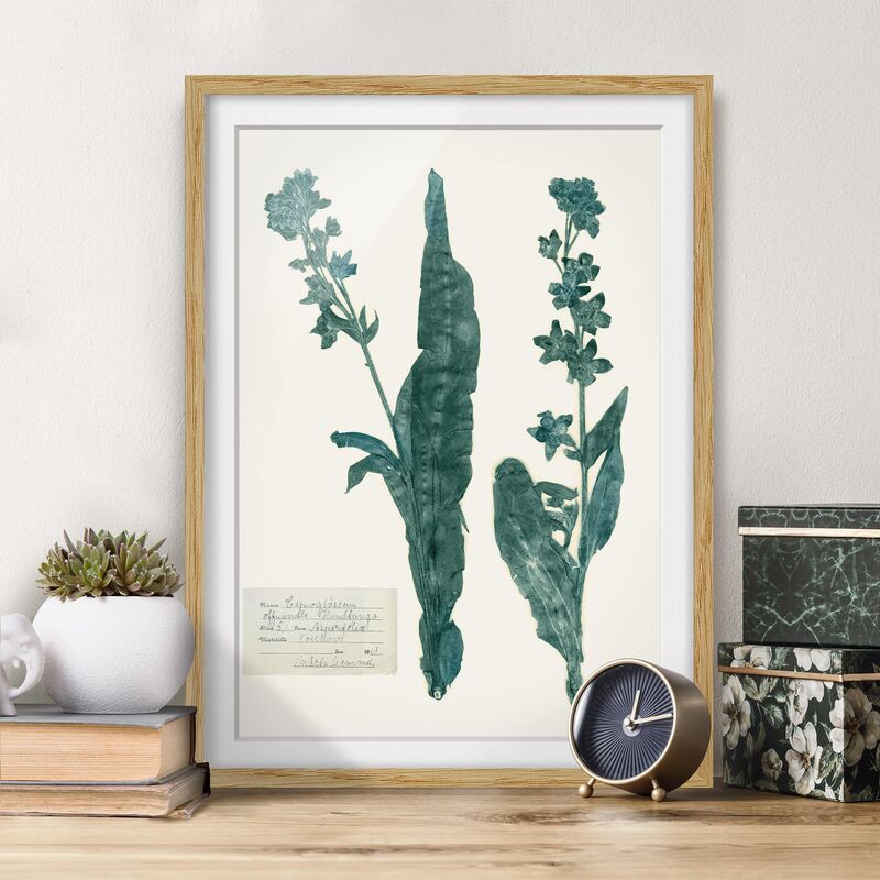 Póster enmarcado - Pressed Flowers - La Lingua Di Cane Da Caccia Dimensión LxA: 24cm x 18cm, Marco: Roble
Póster enmarcado - Pressed Flowers - La Lingua Di Cane Da Caccia Dimensión LxA: 24cm x 18cm, Marco: Roble