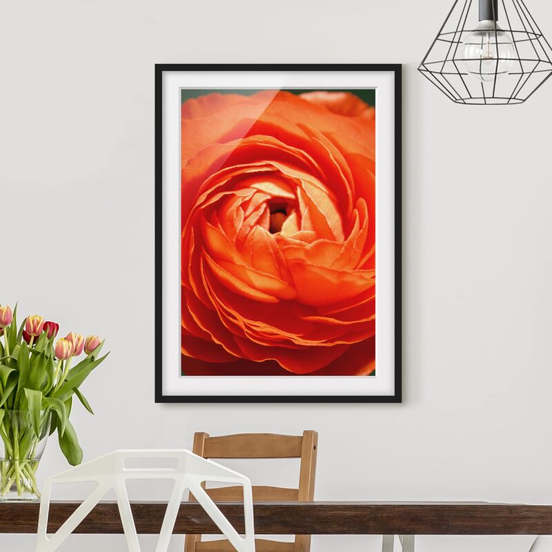 Póster enmarcado - Ranunculus Classical Dimensión LxA: 100cm x 70cm, Marco: Negro
Póster enmarcado - Ranunculus Classical Dimensión LxA: 100cm x 70cm, Marco: Negro