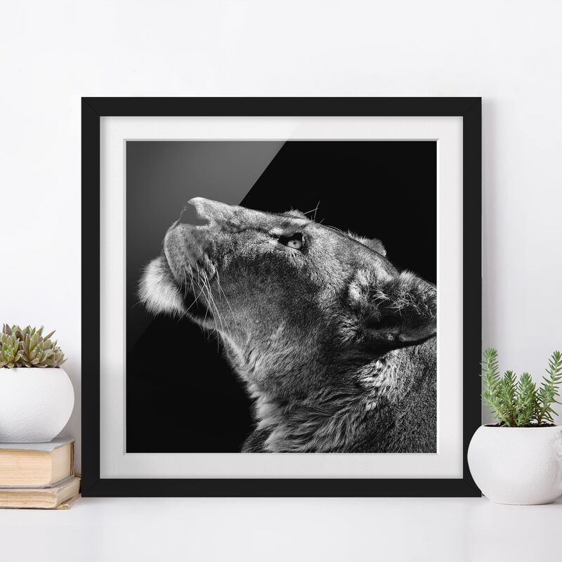Póster enmarcado - Ritratto di una leonessa Dimensión LxA: 50cm x 50cm, Marco: Negro
Póster enmarcado - Ritratto di una leonessa Dimensión LxA: 50cm x 50cm, Marco: Negro