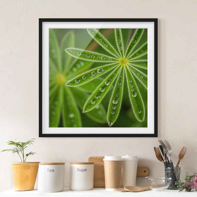 Póster enmarcado - Rugiada di mattina su Lupine Foglie Dimensión LxA: 30cm x 30cm, Marco: Negro
Póster enmarcado - Rugiada di mattina su Lupine Foglie Dimensión LxA: 30cm x 30cm, Marco: Negro
