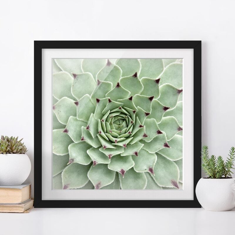 Póster enmarcado - Stone Rose Jovibarba Hirta Dimensión LxA: 20cm x 20cm, Marco: Negro
Póster enmarcado - Stone Rose Jovibarba Hirta Dimensión LxA: 20cm x 20cm, Marco: Negro