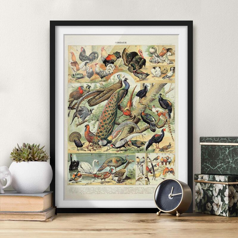 Póster enmarcado - Uccelli d'epoca Consiglio europeo Dimensión LxA: 40cm x 30cm, Marco: Negro
Póster enmarcado - Uccelli d'epoca Consiglio europeo Dimensión LxA: 40cm x 30cm, Marco: Negro