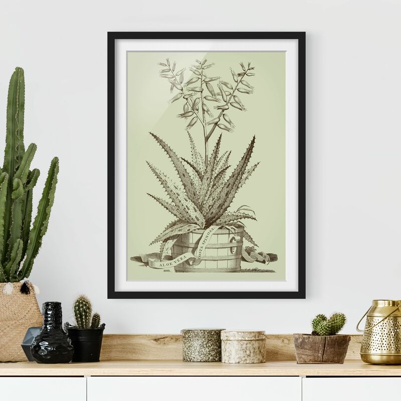 Póster enmarcado - Vintage Aloe Vera Costa Spinosa Dimensión LxA: 70cm x 50cm, Marco: Negro
Póster enmarcado - Vintage Aloe Vera Costa Spinosa Dimensión LxA: 70cm x 50cm, Marco: Negro
