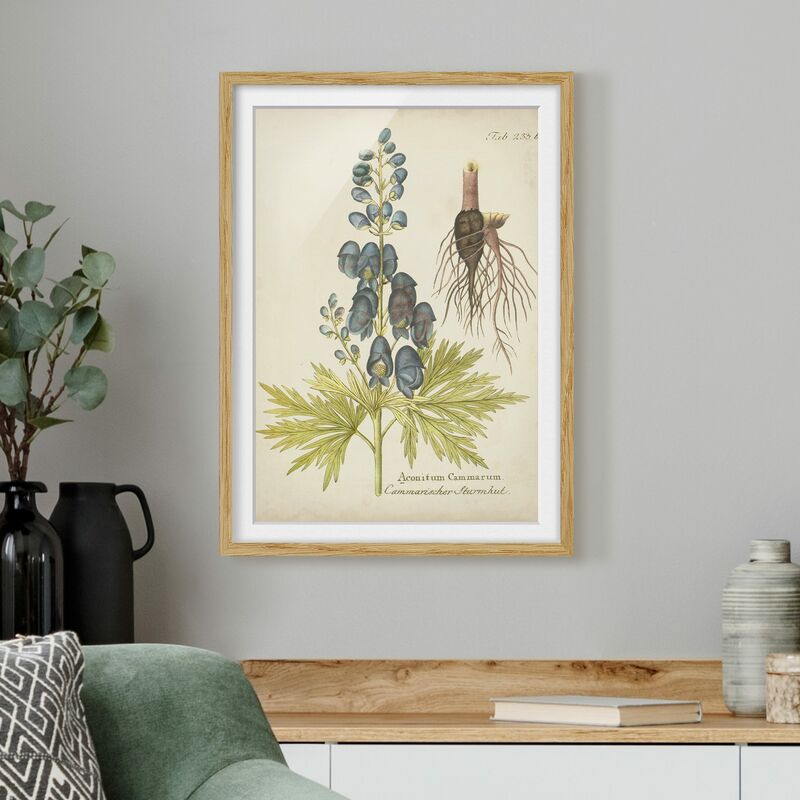 Póster enmarcado - Vintage Botanica In Blue Aconito Dimensión LxA: 40cm x 30cm, Marco: Roble
Póster enmarcado - Vintage Botanica In Blue Aconito Dimensión LxA: 40cm x 30cm, Marco: Roble