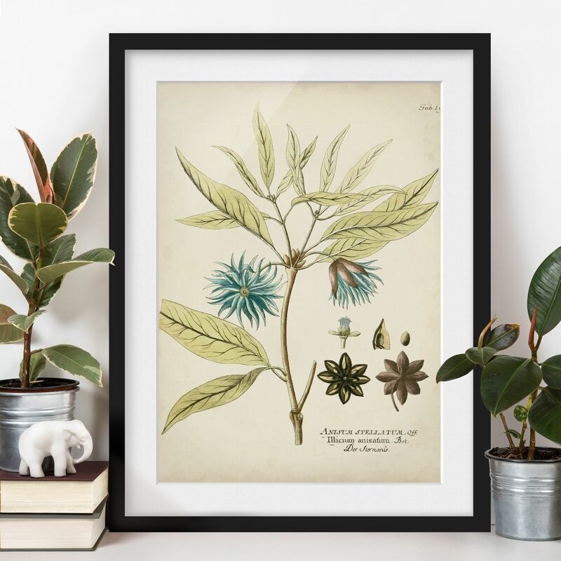 Póster enmarcado - Vintage Botanica In Blue Star Anise Dimensión LxA: 55cm x 40cm, Marco: Negro
Póster enmarcado - Vintage Botanica In Blue Star Anise Dimensión LxA: 55cm x 40cm, Marco: Negro