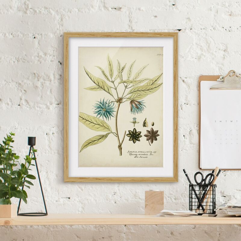 Póster enmarcado - Vintage Botanica In Blue Star Anise Dimensión LxA: 24cm x 18cm, Marco: Roble
Póster enmarcado - Vintage Botanica In Blue Star Anise Dimensión LxA: 24cm x 18cm, Marco: Roble