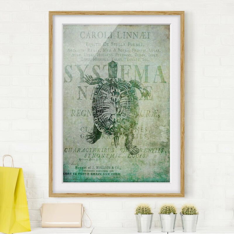 Póster enmarcado - Vintage collage - Antique Turtle Dimensión LxA: 70cm x 50cm, Marco: Roble
Póster enmarcado - Vintage collage - Antique Turtle Dimensión LxA: 70cm x 50cm, Marco: Roble
