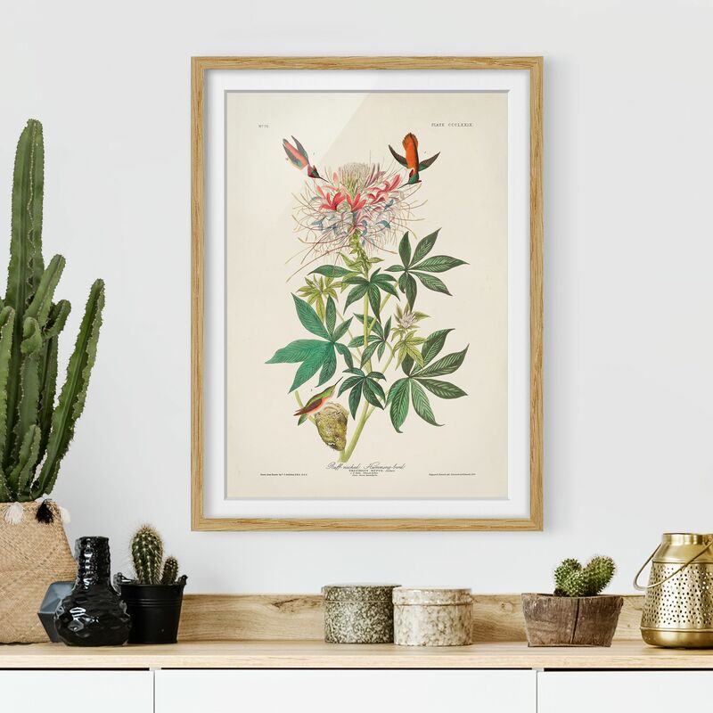 Póster enmarcado - Vintage Consiglio Allenkolibris Dimensión LxA: 40cm x 30cm, Marco: Roble
Póster enmarcado - Vintage Consiglio Allenkolibris Dimensión LxA: 40cm x 30cm, Marco: Roble