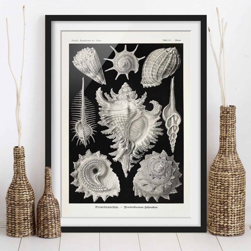 Póster enmarcado - Vintage Consiglio Cozze I Dimensión LxA: 70cm x 50cm, Marco: Negro
Póster enmarcado - Vintage Consiglio Cozze I Dimensión LxA: 70cm x 50cm, Marco: Negro