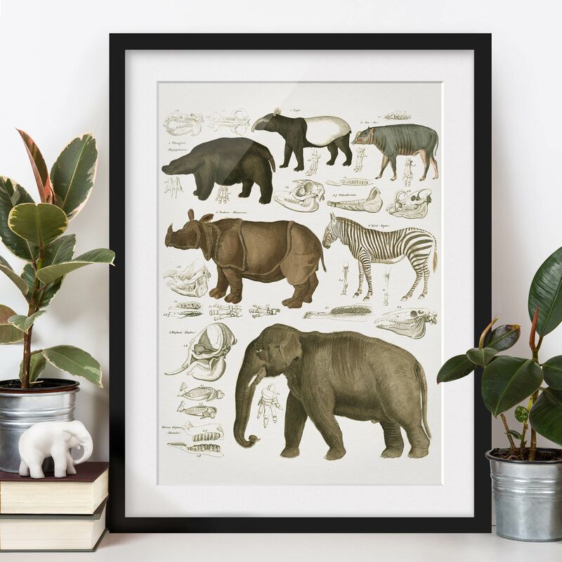 Póster enmarcado - Vintage Consiglio elefanti, zebre e Rhino Dimensión LxA: 40cm x 30cm, Marco: Negro
Póster enmarcado - Vintage Consiglio elefanti, zebre e Rhino Dimensión LxA: 40cm x 30cm, Marco: Negro