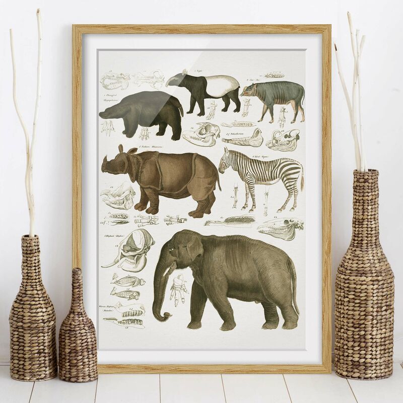 Póster enmarcado - Vintage Consiglio elefanti, zebre e Rhino Dimensión LxA: 100cm x 70cm, Marco: Roble
Póster enmarcado - Vintage Consiglio elefanti, zebre e Rhino Dimensión LxA: 100cm x 70cm, Marco: Roble