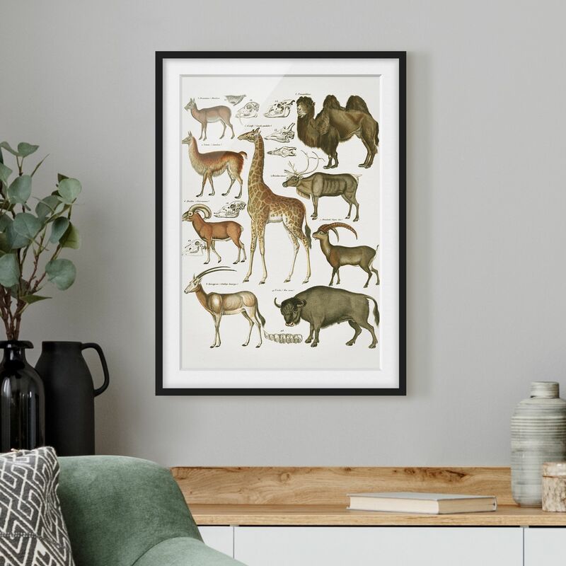 Póster enmarcado - Vintage Consiglio giraffa, cammello e Llama Dimensión LxA: 40cm x 30cm, Marco: Negro
Póster enmarcado - Vintage Consiglio giraffa, cammello e Llama Dimensión LxA: 40cm x 30cm, Marco: Negro