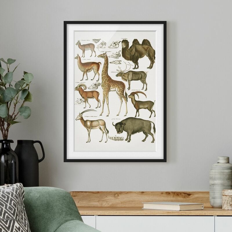 Póster enmarcado - Vintage Consiglio giraffa, cammello e Llama Dimensión LxA: 70cm x 50cm, Marco: Negro
Póster enmarcado - Vintage Consiglio giraffa, cammello e Llama Dimensión LxA: 70cm x 50cm, Marco: Negro