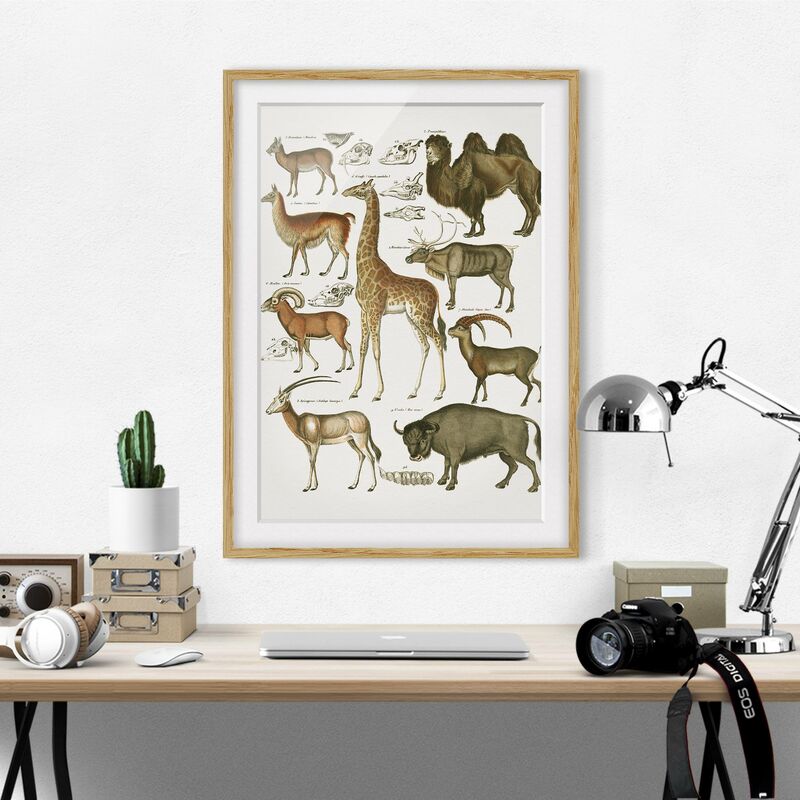 Póster enmarcado - Vintage Consiglio giraffa, cammello e Llama Dimensión LxA: 55cm x 40cm, Marco: Roble
Póster enmarcado - Vintage Consiglio giraffa, cammello e Llama Dimensión LxA: 55cm x 40cm, Marco: Roble
