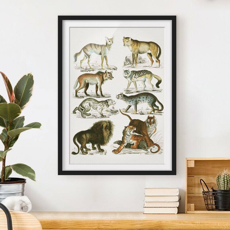 Póster enmarcado - Vintage Consiglio leone, tigre e Jackal Dimensión LxA: 40cm x 30cm, Marco: Negro
Póster enmarcado - Vintage Consiglio leone, tigre e Jackal Dimensión LxA: 40cm x 30cm, Marco: Negro