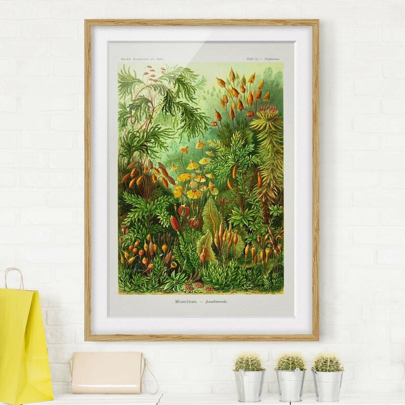 Póster enmarcado - Vintage Consiglio Moss Dimensión LxA: 70cm x 50cm, Marco: Roble
Póster enmarcado - Vintage Consiglio Moss Dimensión LxA: 70cm x 50cm, Marco: Roble