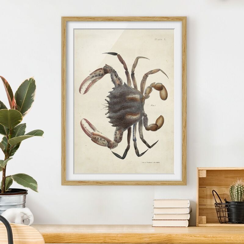 Póster enmarcado - Vintage illustrazione Crab Dimensión LxA: 70cm x 50cm, Marco: Roble
Póster enmarcado - Vintage illustrazione Crab Dimensión LxA: 70cm x 50cm, Marco: Roble