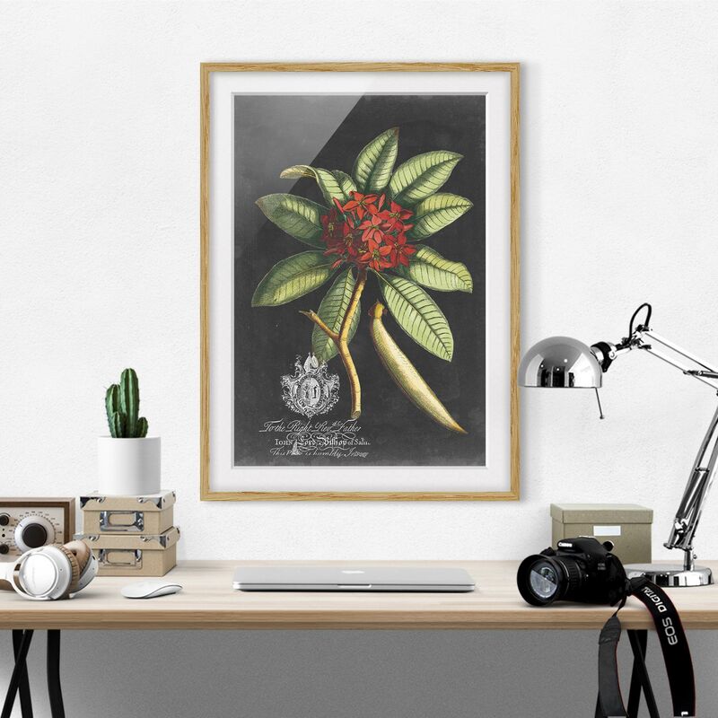 Póster enmarcado - Vintage Royales Foliage On Black III Dimensión LxA: 40cm x 30cm, Marco: Roble
Póster enmarcado - Vintage Royales Foliage On Black III Dimensión LxA: 40cm x 30cm, Marco: Roble