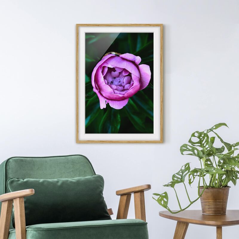Póster enmarcado - Viola Peonie Bloom Davanti Foglie Dimensión LxA: 70cm x 50cm, Marco: Roble
Póster enmarcado - Viola Peonie Bloom Davanti Foglie Dimensión LxA: 70cm x 50cm, Marco: Roble