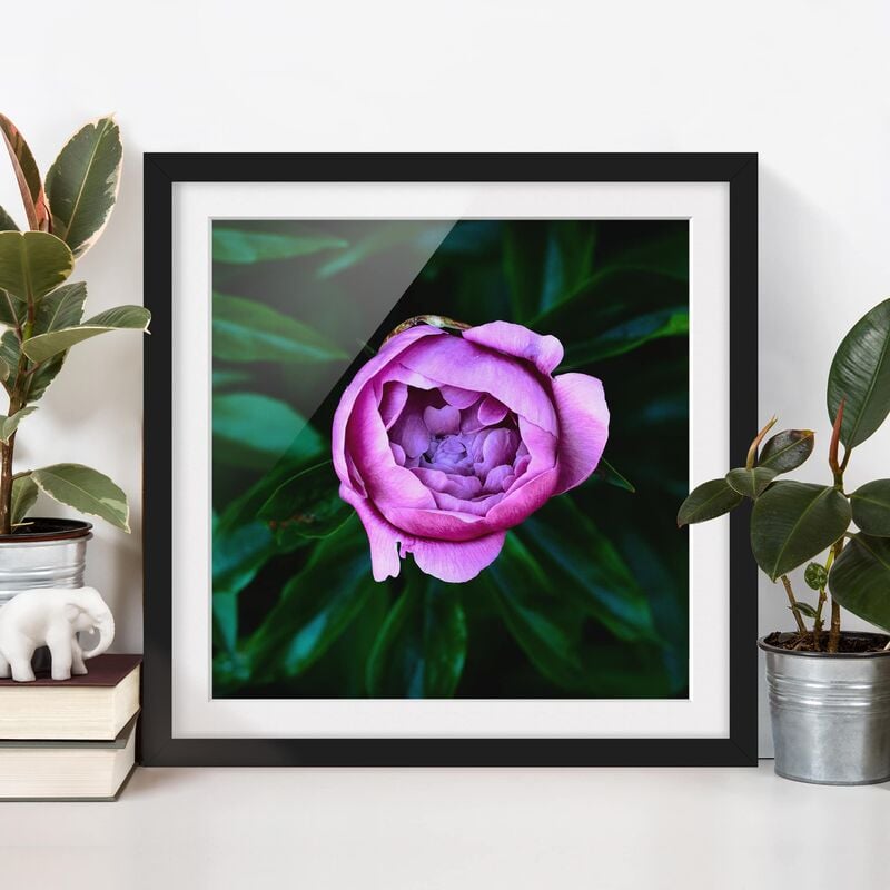 Póster enmarcado - Viola Peonie Bloom Davanti Foglie Dimensión LxA: 50cm x 50cm, Marco: Negro
Póster enmarcado - Viola Peonie Bloom Davanti Foglie Dimensión LxA: 50cm x 50cm, Marco: Negro