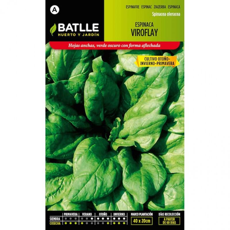 Plantawa Semillas de Espinaca Viroflay 15 gr para Siembra Verano Otoño Hortaliza para Cultivar - Battle
Plantawa Semillas de Espinaca Viroflay 15 gr para Siembra Verano Otoño Hortaliza para Cultivar - Battle