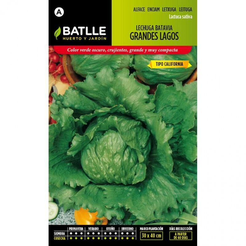 Plantawa Semillas de Lechuga Batavia Grandes Lagos 6 gr para Siembra Anual hortaliza para Cultivar - Battle
Plantawa Semillas de Lechuga Batavia Grandes Lagos 6 gr para Siembra Anual hortaliza para Cultivar - Battle