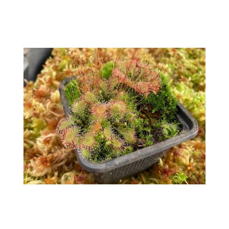 Semillas plantas carnívoras Drosera spathulata 
Semillas plantas carnívoras Drosera spathulata