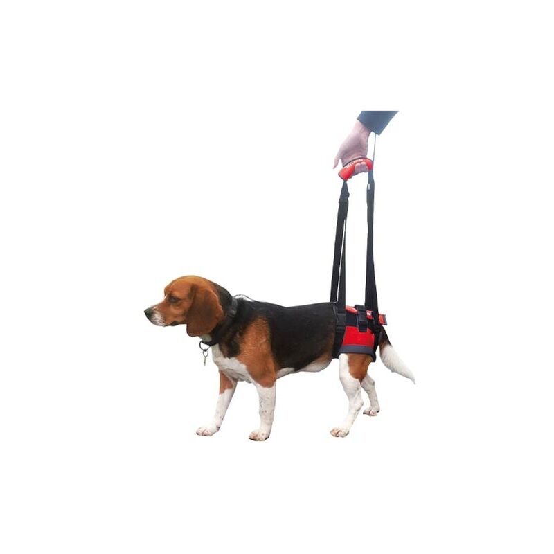 Transportador - Arnés de mano para perros con parálisis en patas delanteras o traseras HANDY CANIS Talla L
Transportador - Arnés de mano para perros con parálisis en patas delanteras o traseras HANDY CANIS Talla L