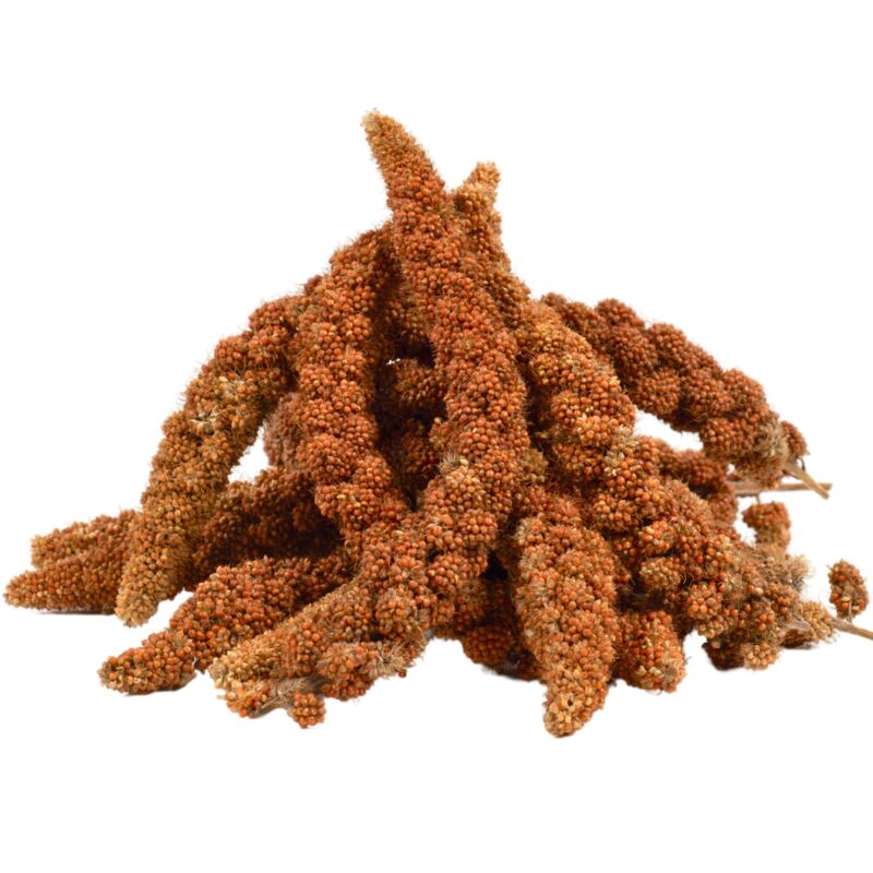 1 kg de millet rouge Lyra Pet®