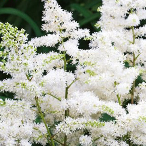 1 Astilbe japonica Washington Blanc