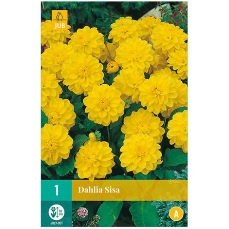 1 Bulbe Dahlia Sisa Jaune