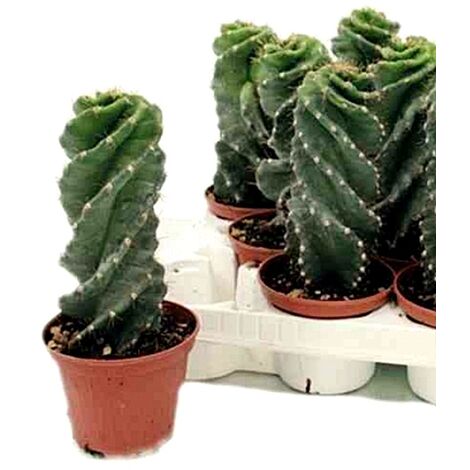 main image of "1 Cactus de Cereus Spiralis en Maceta M10,5"