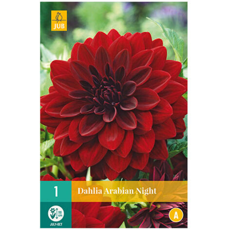 1 DAHLIA ARABIAN NIGHT. . Marque : Jub. Réf. : 100010
