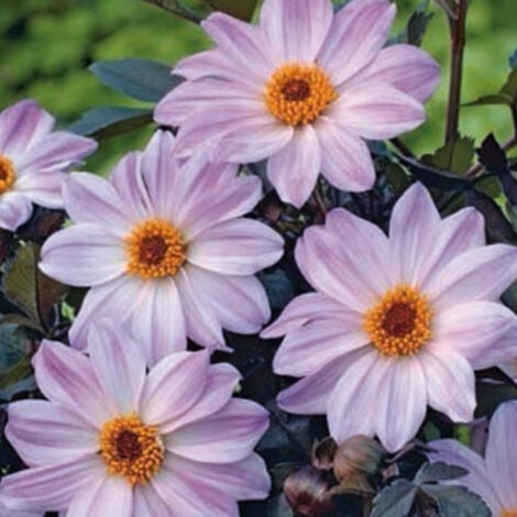 1 Dahlia Bishop of Leicester. . Marque : Jub. Réf. : 104325