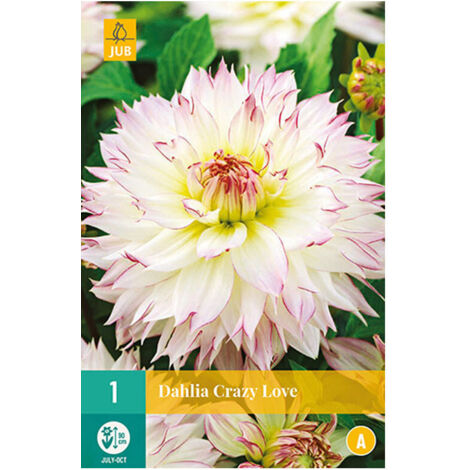 1 DAHLIA CRAZY LOVE. . Marque : Jub. Réf. : 100190