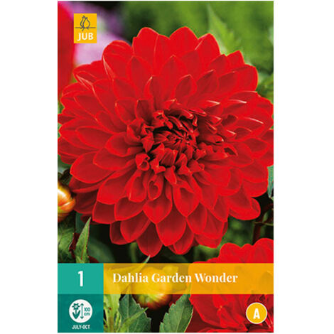 1 DAHLIA GARDEN WONDER. . Marque : Jub. Réf. : 100310